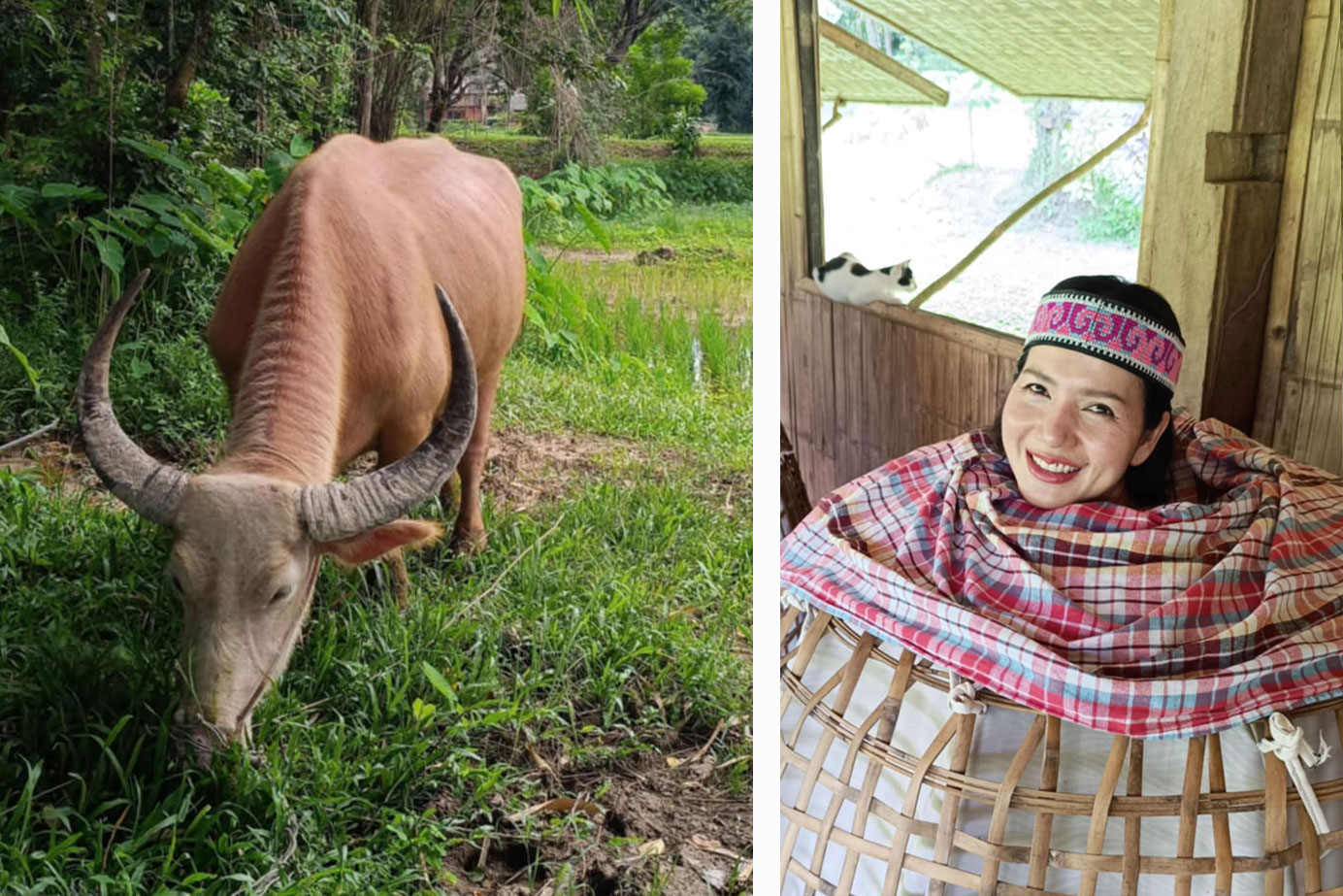 séjour à la ferme dans la campagne de chiang rai