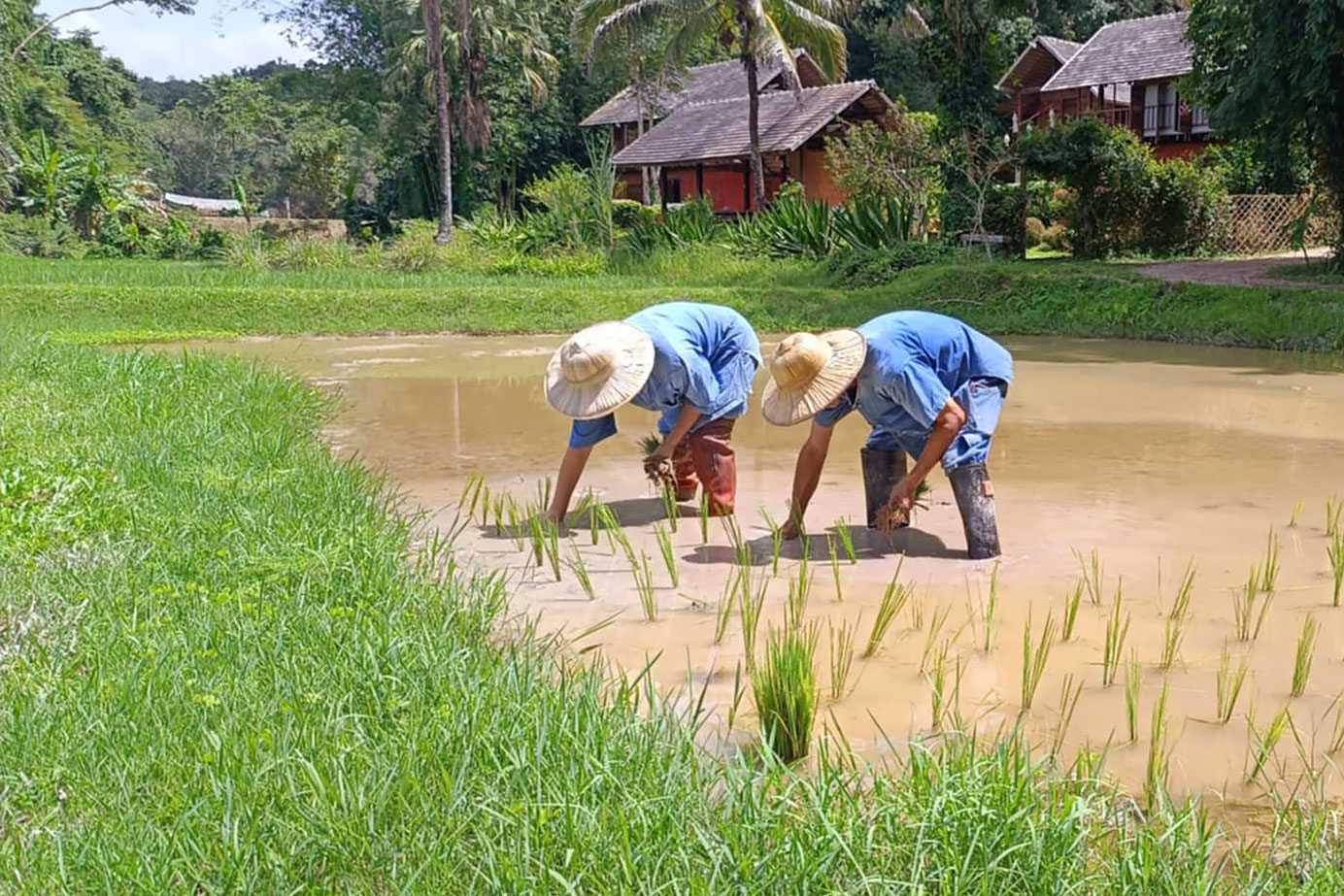 séjour à la ferme dans la campagne de chiang rai